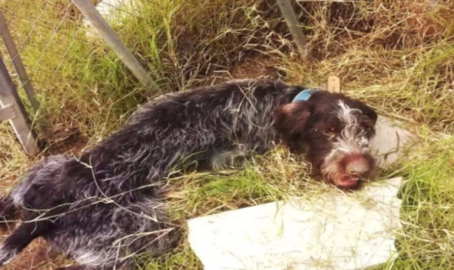 Saved from the brink of death beside a stream, the mistreated dog mustered the strength to wag its tail, showcasing the remarkable power of kindness and nurturing.