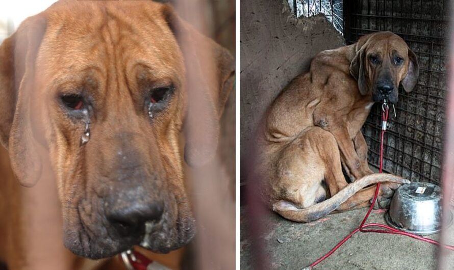 Robin, the Last Rescue from a Meat Farm, Hesitates to Leave His Kennel, Bearing Scars of His Past, Reflecting the Lingering Impact of His Previous Life.