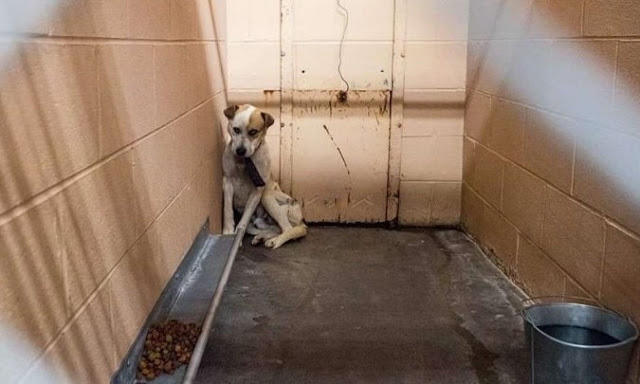 A frightened puppy hides in a corner until the heavy mark of his past is removed