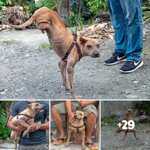 Remarkable Courage: The Amazing Dog with Only Two Front Legs, Abandoned by Its Previous Owner, Overcomes Obstacles and Lives an Inspiring and Admirable Life