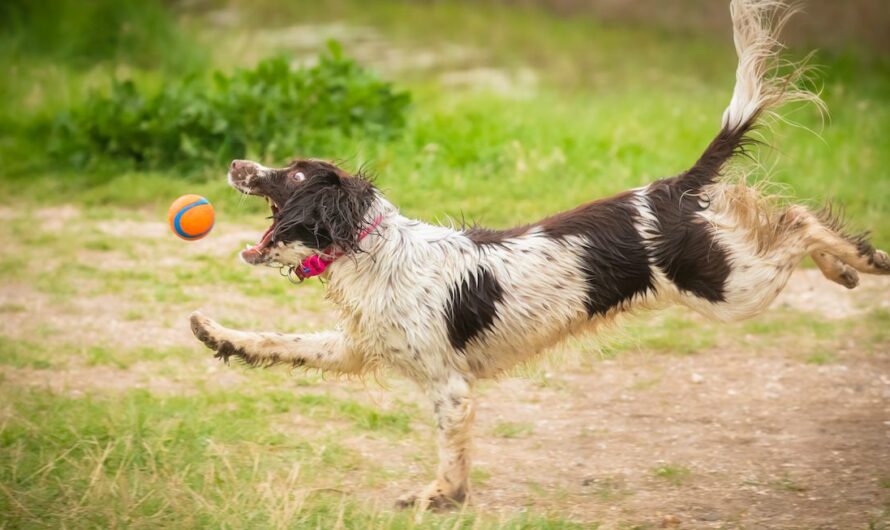 These 33 Photos From The Comedy Pet Photo Awards Tickle The Funny Bone