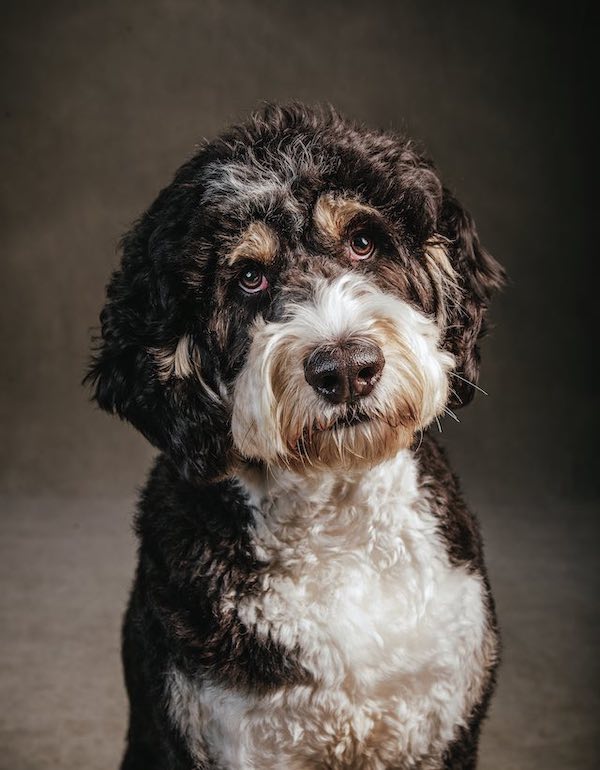 dog portrait by Vincent J. Musi