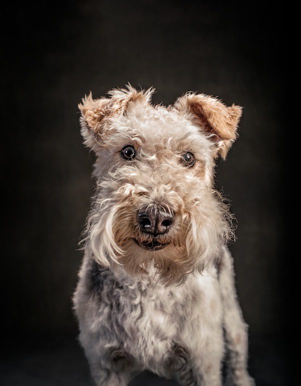 dog portrait by Vincent J. Musi