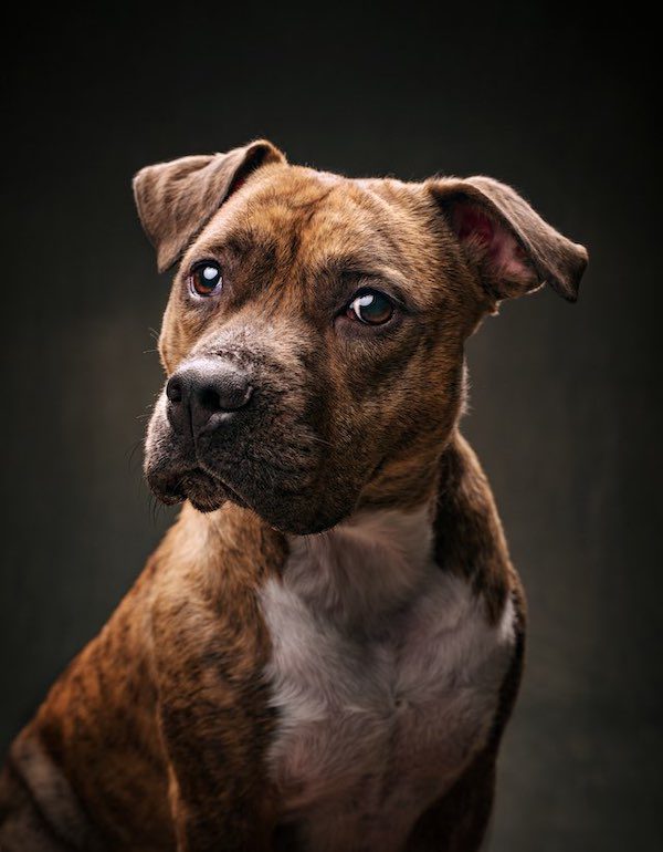 dog portrait by Vincent J. Musi