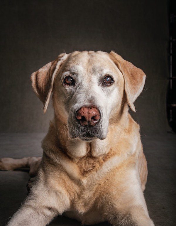 dog portrait by Vincent J. Musi