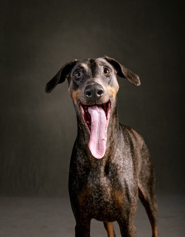 dog portrait by Vincent J. Musi