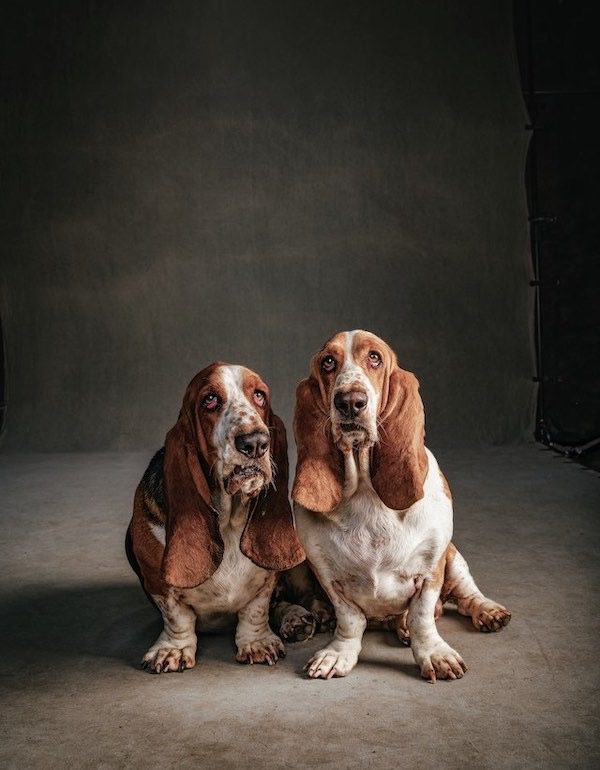 dog portrait by Vincent J. Musi