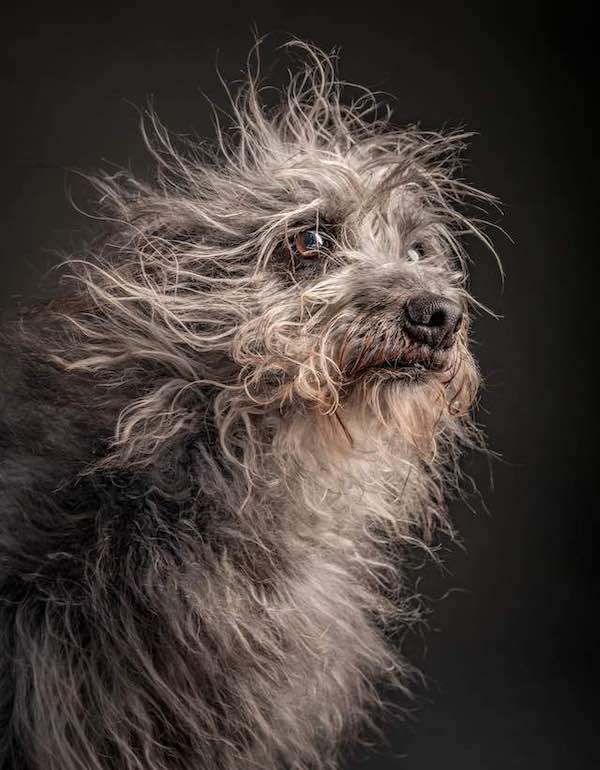 dog portrait by Vincent J. Musi