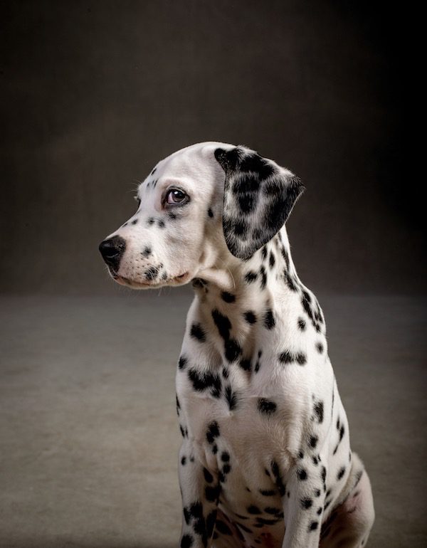 dog portrait by Vincent J. Musi