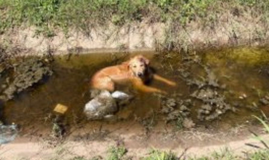 An Unknown Friendliness: Saving a Dog from a Pit While Everyone Else Was Looking Away (Video)