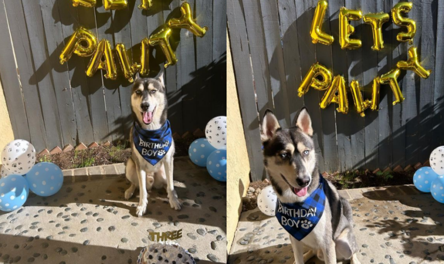 Throw the Ultimate Dog Birthday Party: Tips and Tricks