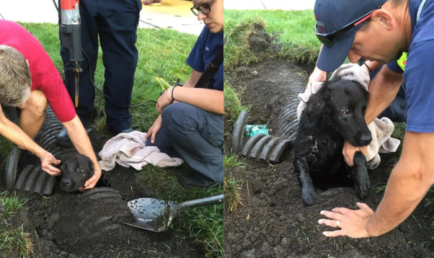 Never lose hope”: Lost pup miraculously rescued from drainage pipe.