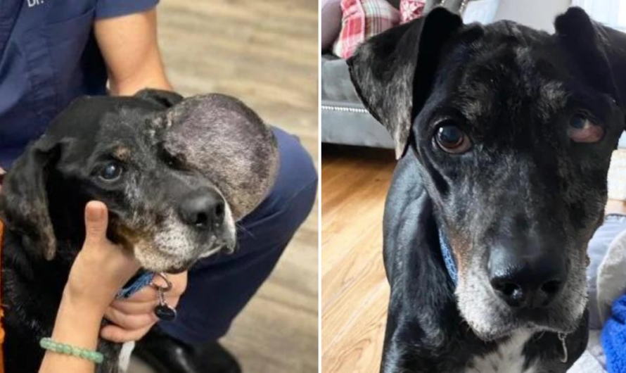 The Stray Dog With A Tumor Who Found Love In His Final Days Until His Last Breath