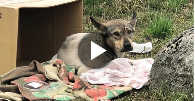 The sign reads, “Unlucky dog – Please help!” as it stands in the middle of a deserted street, catching the eye of anyone who passes by