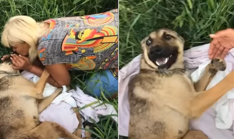 Video: The poor dog was sick and lying on the side of the road. Fortunately, someone was kind enough to rescue her and promise to never leave her alone again