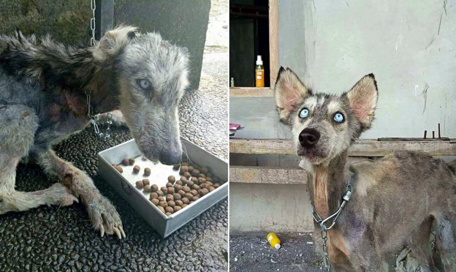 A Heartwarming Tale of a Man’s Compassion: From Rescuing a Struggling Stray Husky to Unveiling Her Remarkable Transformation