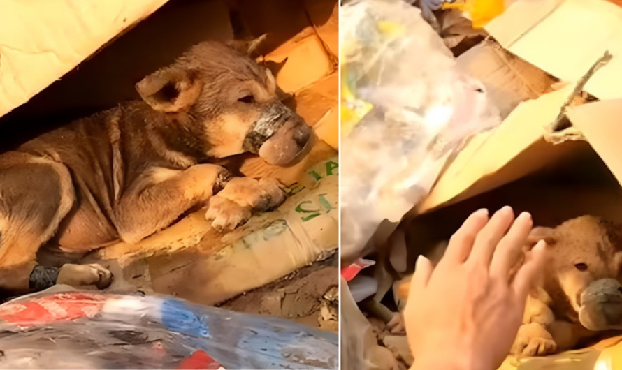 Heroic Rescue: A Helpless Puppy, Abandoned and Muzzled, Discovers Hope and a New Home