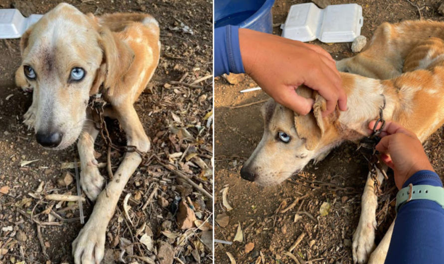 Loyal Dog Brought Food For Her Chained And Starving Beloved To Keep Him Alive