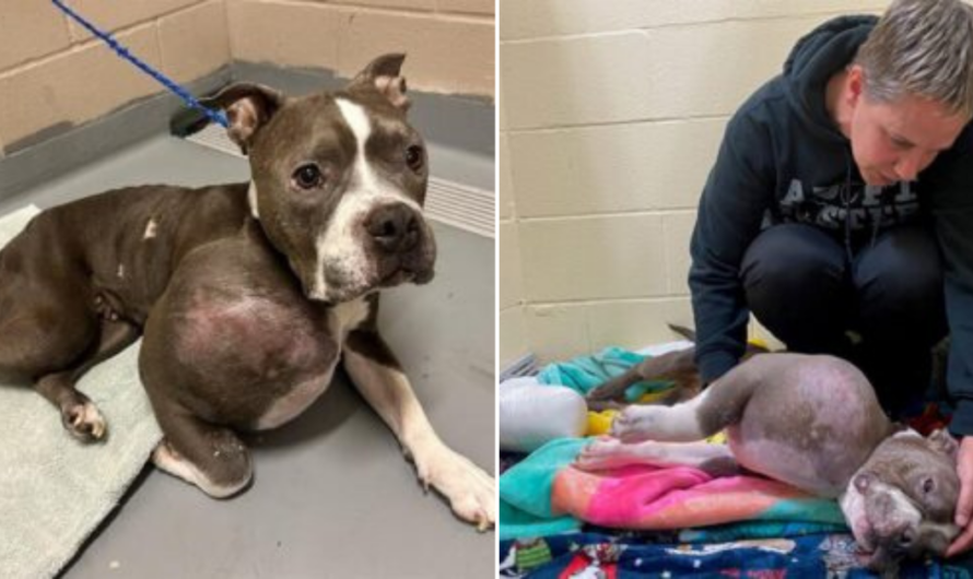 Miraculous Transformation: Brave Stray Pit Bull’s Battle Against a Large Tumor