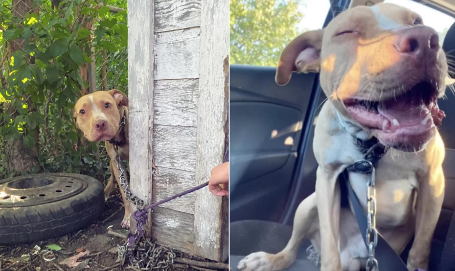 A dog, chained in an abandoned backyard, can’t believe he’s finally being rescued, capturing the moment of disbelief and relief as help arrives.