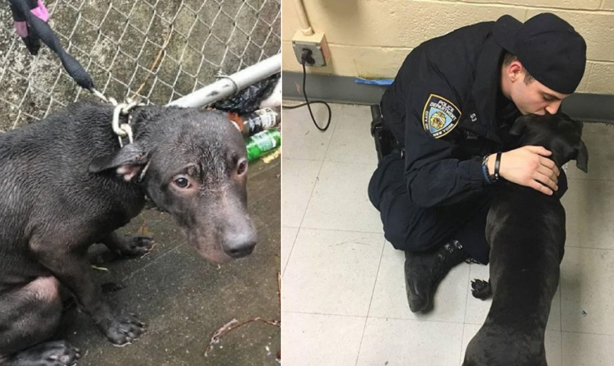 Policeman Adopts Abandoned Dog He Saved In The Rain