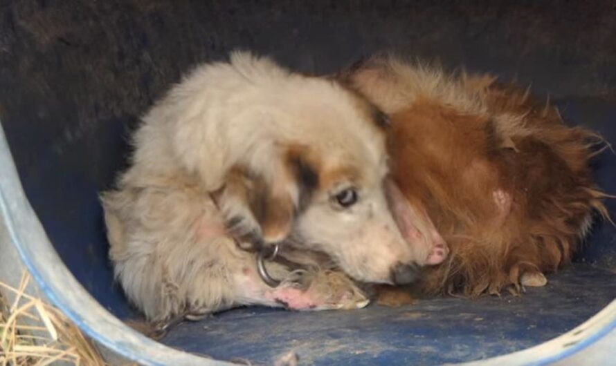 Elderly Dog Holds All Her Strength Inside To Survive Hellish Shelter