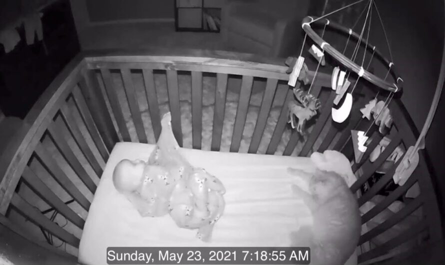 Cat Pays Baby In Crib An Early Morning Visit And Has Some Fun