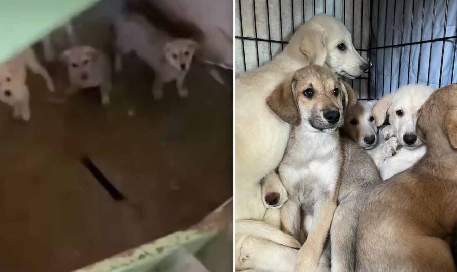 Rescuers Find Litter of 11 Puppies All Alone in Basement