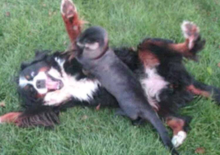 Bernese Mountain Dog and River Otter Play Together