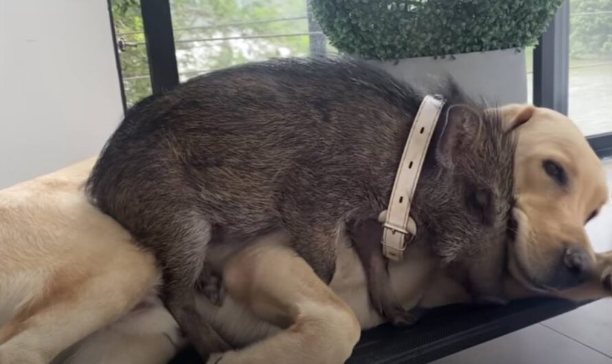 Baby Wild Boar Thinks Labrador Retriever Is Her Dad