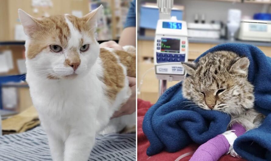 Homeless Cat Saves Wild Baby Bobcat’s Life