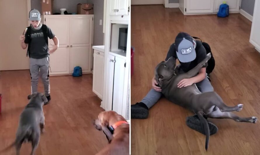 Boy Overcome with Emotion During Surprise Reunion With Lost Dog