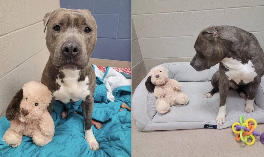 One-Eared Pit Bull Who Made His Favorite Toy Look Just Like Him Finds A Dad