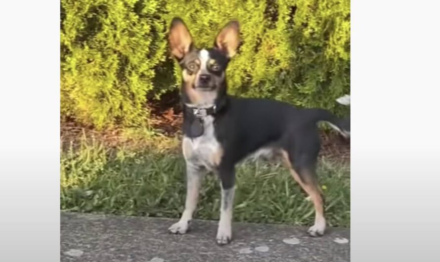 Dog Feels Guilty After He Gets Caught Running Away From Home For Some Fun