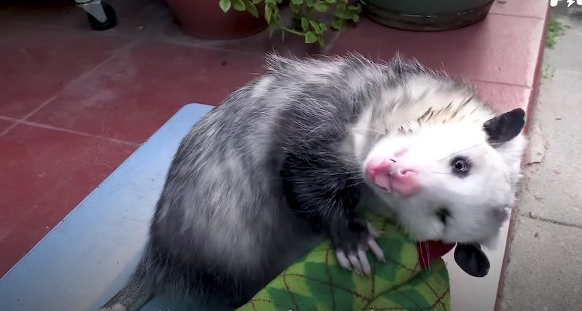 Rescued Opossum Loves Getting Cuddled By His Mom All The Time