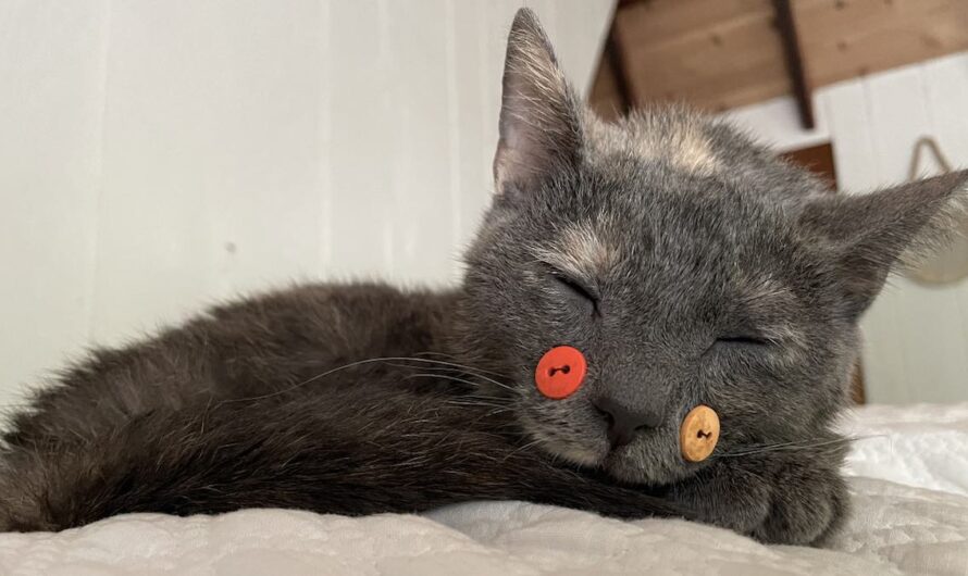 Stray Kitten Whose Broken Jaw Mended with Buttons Takes Her First Bites of Solid Food