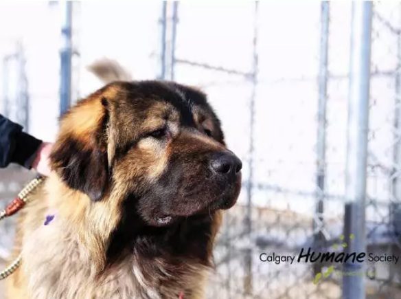 dog seized by Calgary Humane Society