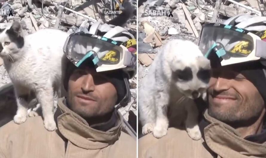 Cat Pulled Out Of Earthquake Rubble Refuses To Leave Firefighter’s Side