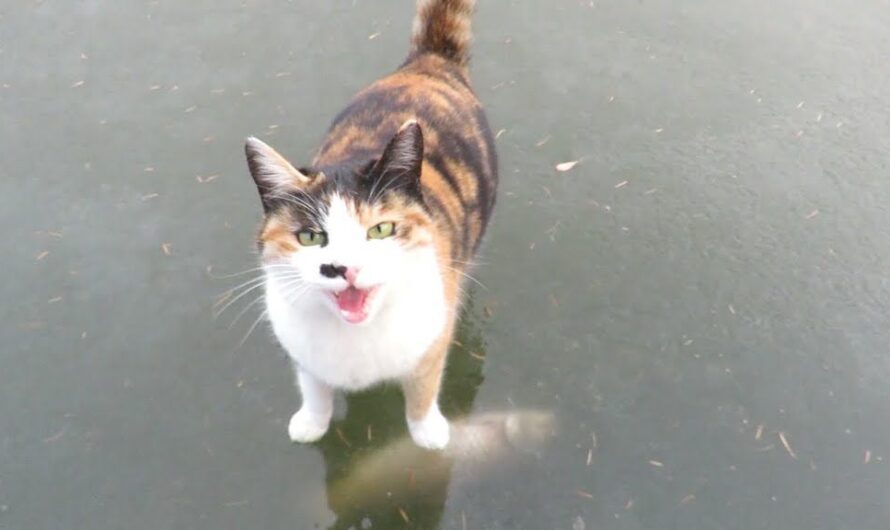 Calico Cat Is Determined to Retrieve Fish Frozen Under Ice