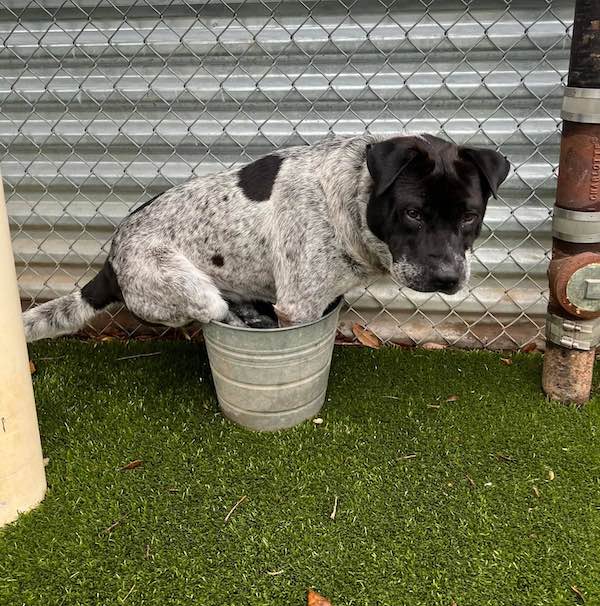 dog sits in bucket at Austin Animal Center