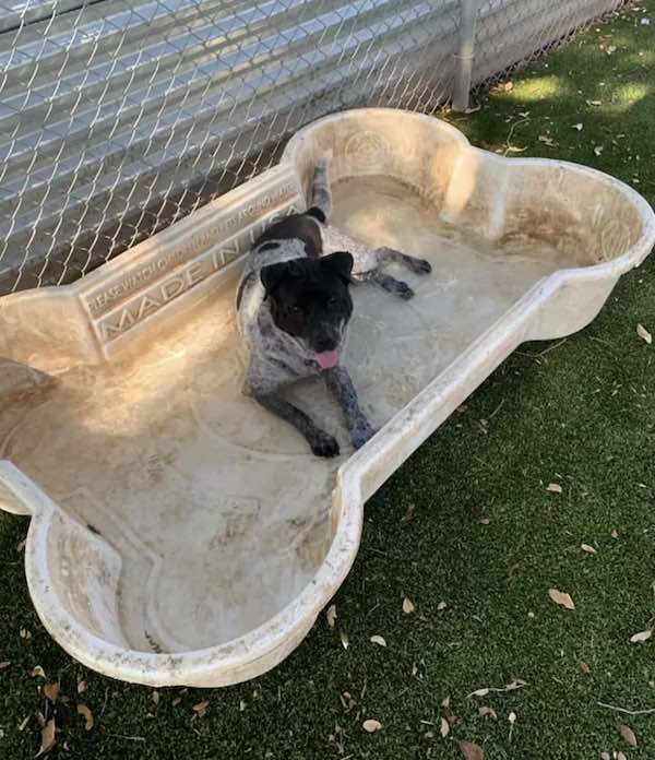 dog sits in bucket at Austin Animal Center