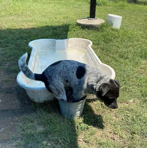 dog sits in bucket at Austin Animal Center