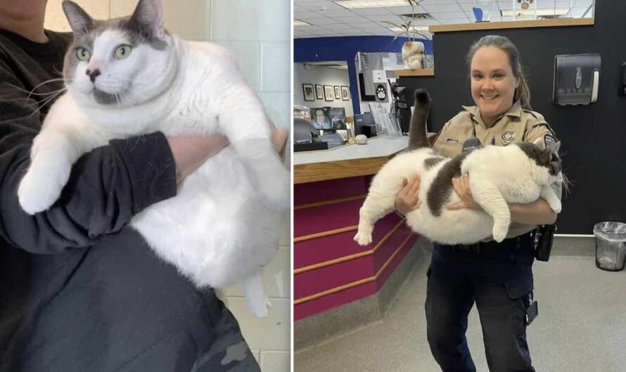 ‘Chonky’ Cat Who Is Off-The-Charts Large Finds A Home Within A Day