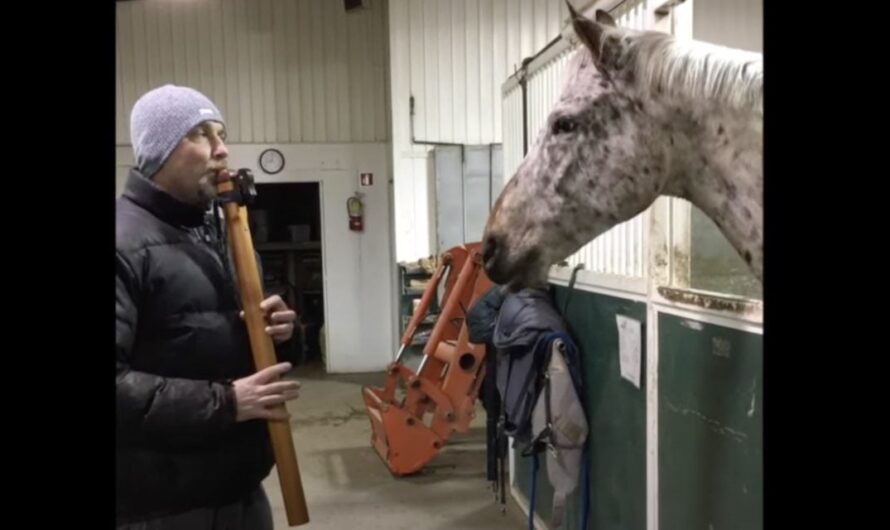 Horse Has Sweetest Reaction When Serenaded By Dad With Native American Flute