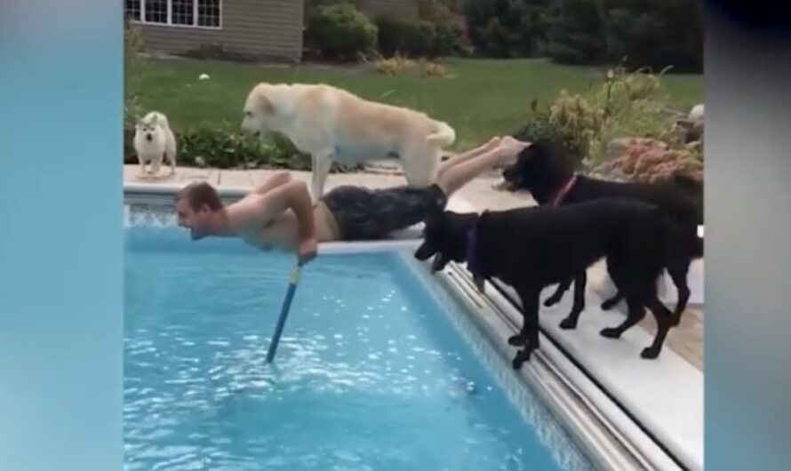 Man Fishing Ball Out Of Pool For His Dogs Gets Unexpected Surprise