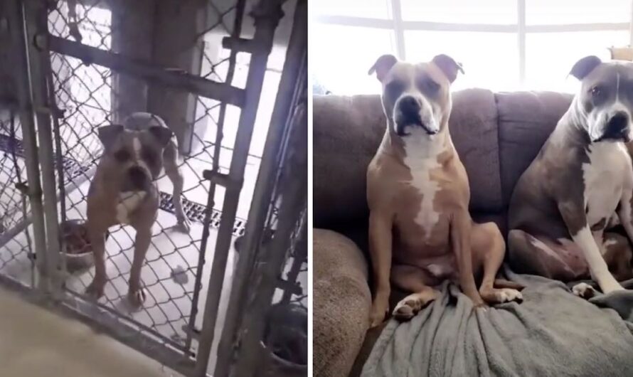 Man Adopts Neighbor’s Dog From Shelter After Learning He Was Abandoned