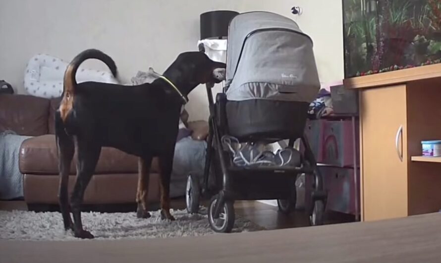 Sweet Doberman Brings Newborn Baby His Favorite Toys