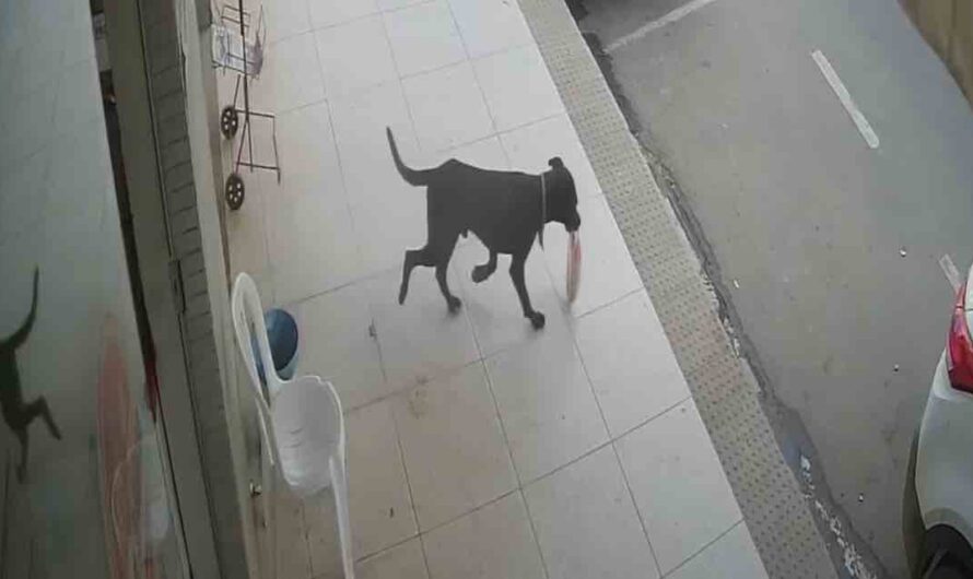 Dog Sneaks Into Bakery To Steal A Bag of Bread