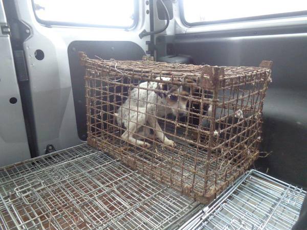 dog confined to rusty cage