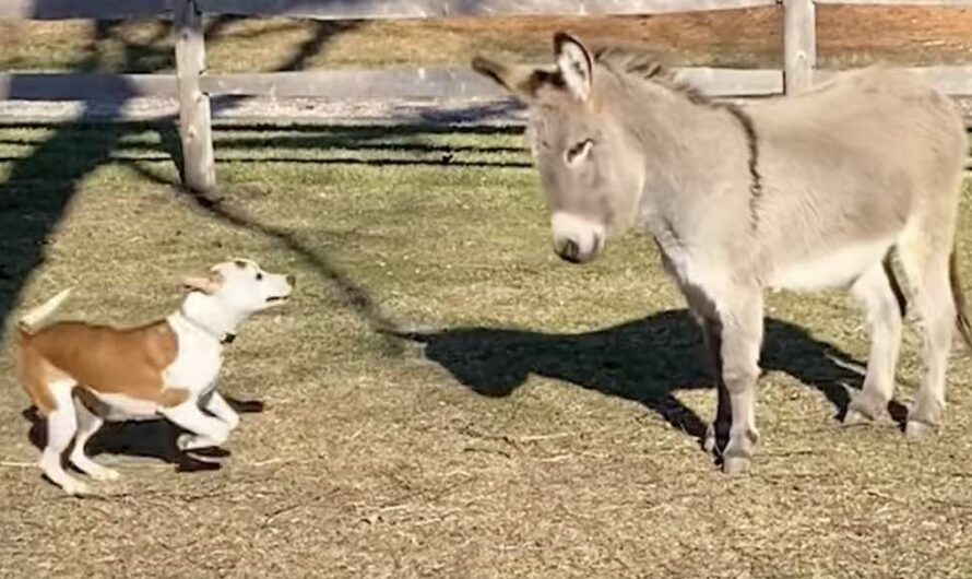 Rescued Pit Bull Makes Sure Newly Adopted Donkey Loves Him